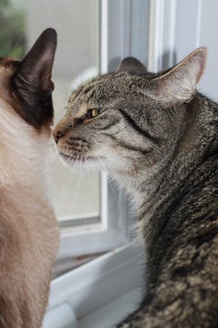 Les chats