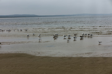 swans and other birds in late autumn on the beach in Swinoujscie