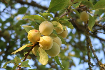 Mirabelles sur une branche de mirabellier