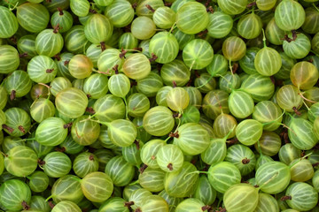 Freshly picked harvest of green gooseberries