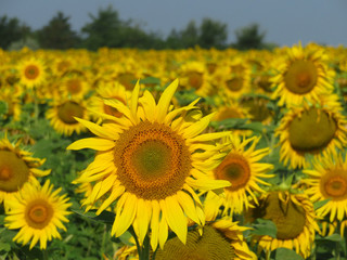 Sunflowers field in summer. Blooming sunflowers, selective focus, concept for cooking oil production