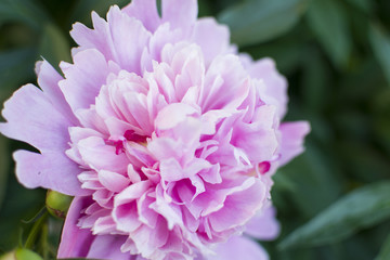 Fototapeta premium pink peony on green background (horizontally)