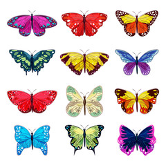 Fototapeta na wymiar Butterfly vector colorful insect flying for decoration and beautiful butterflies wings fly in spring illustration flowering decor set isolated on white background