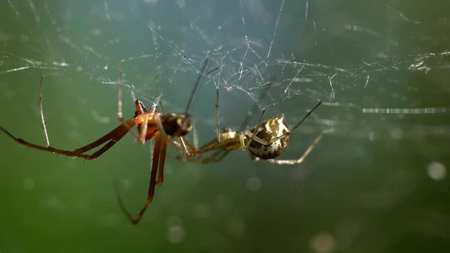 Spider in ambush - (4K)
