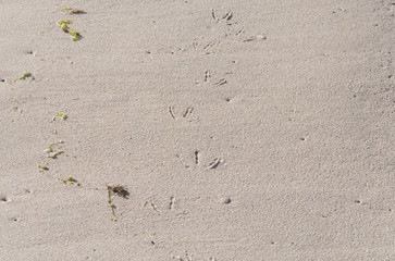 traces of birds on the sand texture background
