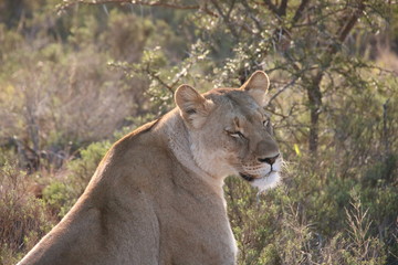 lioness in the African sun