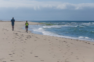 birds sitting on a cow