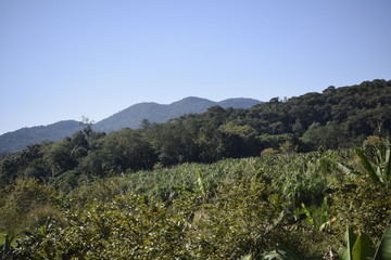 Fototapeta na wymiar Floresta tropical, colina e céu azul