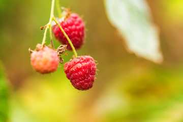 Organic ripe red raspberries in bush close