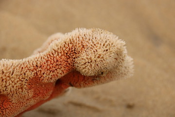 Coral on the beach 