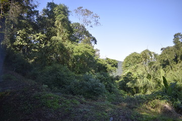 Obraz premium Floresta tropical