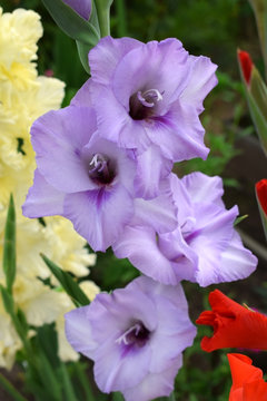 Close-up of a violet gladiolus flower on a flowerbed