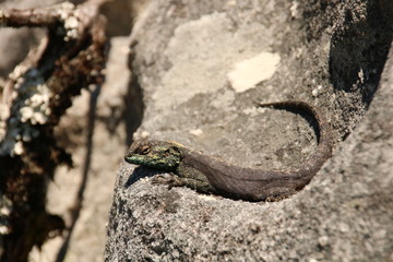 Green lizard on Table Mountain 