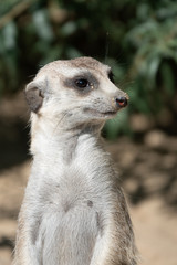 Portraits of a fascinating meerkat (suricate) family