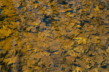 Erie Canal Towpath 