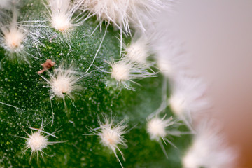 macro shoot from a cactus - blurry background and green color