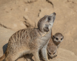 Portraits of a fascinating meerkat (suricate) family