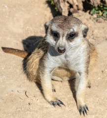 Portraits of a fascinating meerkat (suricate) family