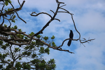 Bird in front of blue sky 