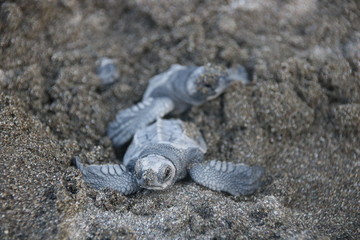 Baby seaturtles hatching