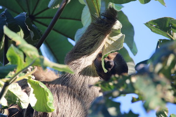 Sloth enjoying fresh leaves © stepinmyeyes
