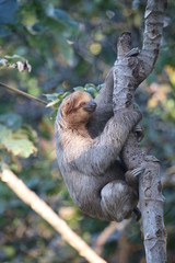 Sloth taking a sunbath