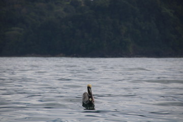 Pelican on the Costa Rican coastline
