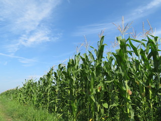 Green corn field and blue sky with clouds. Agricultural summer landscape