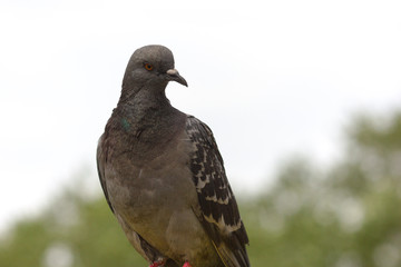 Fototapeta premium Close-up of a pigeon on a blurred background
