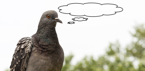 Close-up of a dove on a blurred background, space for text