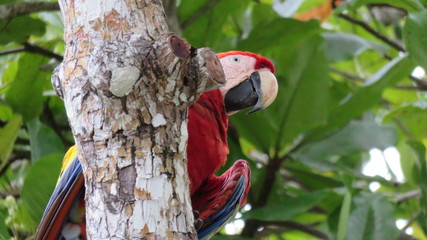 Hybrid Macaws of Costa Rica