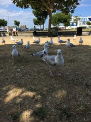 Palomas en un parque