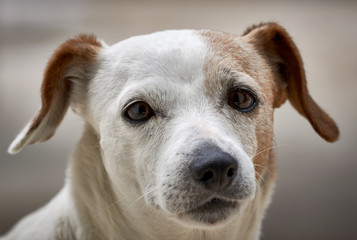 Jack Russell Hund in Nahaufnahme und Portrait