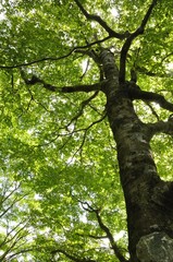 丹沢山地 ブナの森