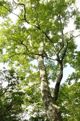 丹沢山地 ブナの森