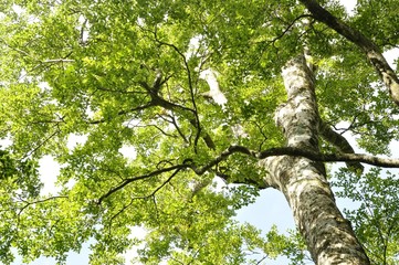 丹沢山地 ブナの森