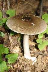 林床のツルタケ