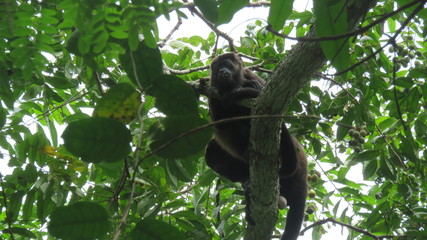 Costa Rican Growler Monkey