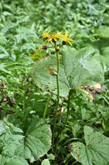 マルバダケブキ