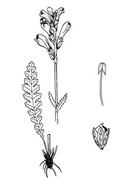 Pedicularis spectrum carolinum botanical sketch