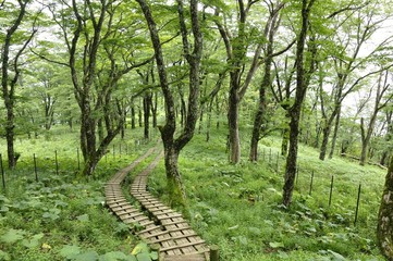 Fototapeta premium 丹沢山 緑の中の木道