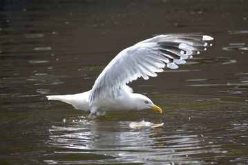 Silbermöwe mit ausgestreckten Schwingen