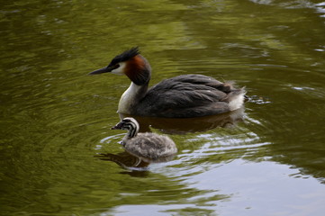 Haubentaucher mit Küken