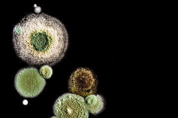 green yellow round fungal mold on a heterogeneous black surface, macro abstract background