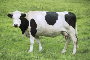Naklejka na ściany i meble Cow graze in the meadow