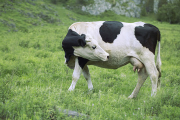 Cow graze in the meadow