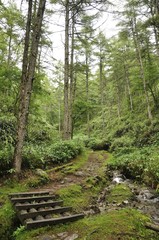 笠取山 源流のみちと水源とカラマツ林