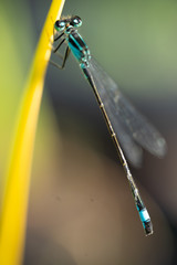 Dragon-Fly, Libelle , Insekt , Klenlibelle