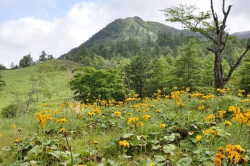 笠取山 夏の高原