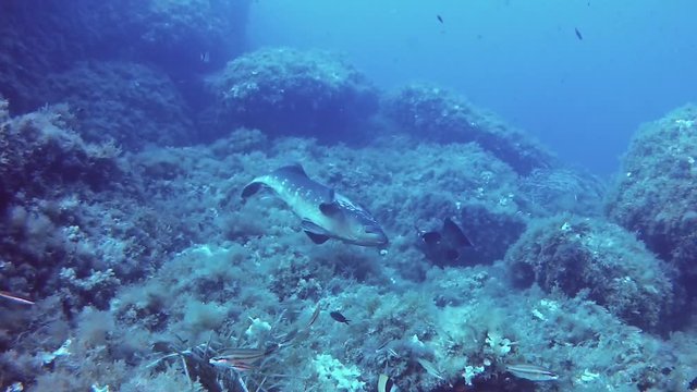 Marine life Two grouper fishes in a courtship - scuba divingi in the Mediterranean Sea